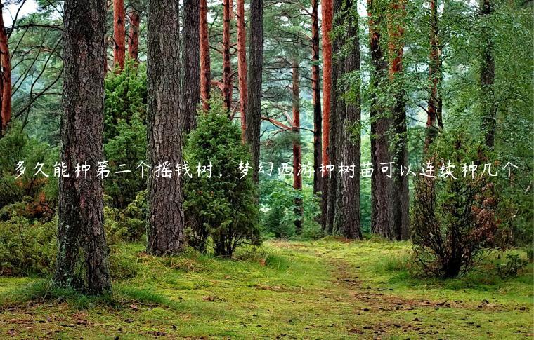多久能种第二个摇钱树，梦幻西游种树苗可以连续种几个