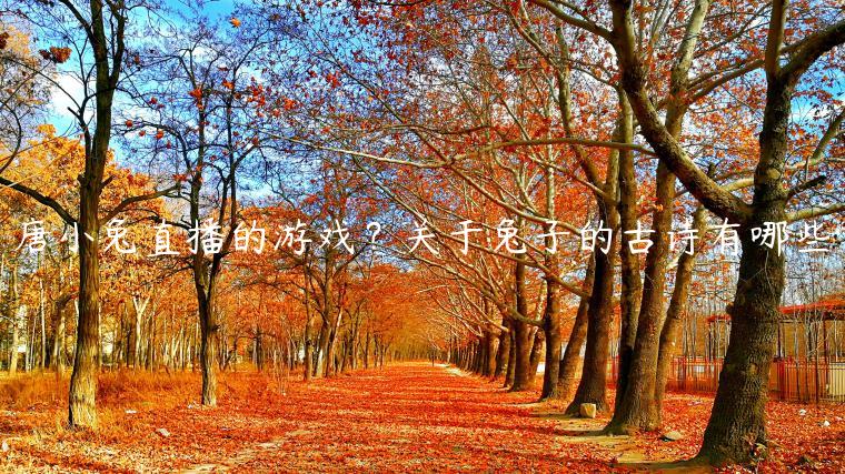 唐小兔直播的游戏？关于兔子的古诗有哪些