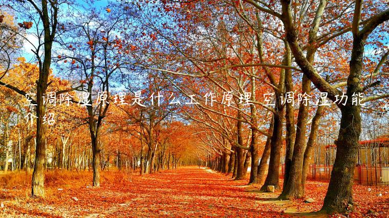 空调除湿原理是什么工作原理 空调除湿功能介绍